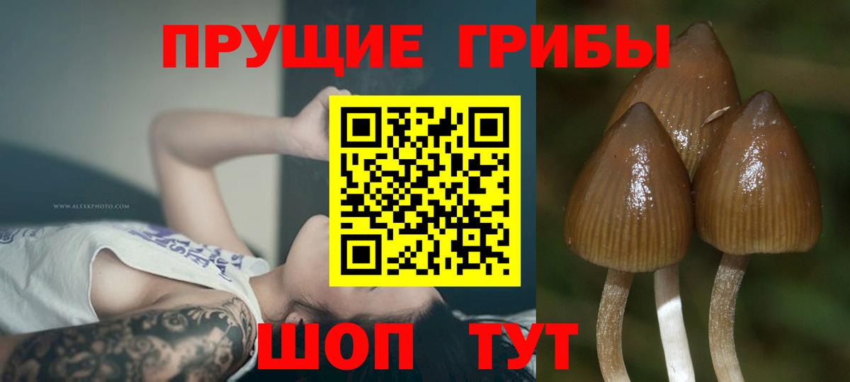 Псилоцибиновые грибы Cubensis Нижний Новгород